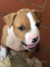 Pitbul di 2 mesi
