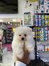 spitz-bianco-di-pomerania-americano