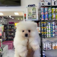 Spitz bianco di Pomerania americano