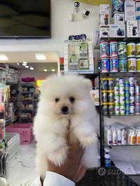 Spitz bianco di Pomerania americano