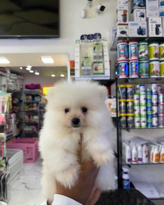 Spitz bianco di Pomerania americano