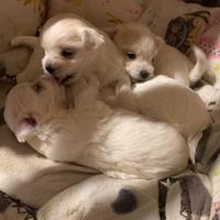 Cuccioli maltesi toy