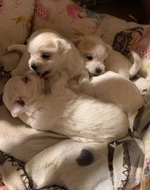 Cuccioli maltesi toy