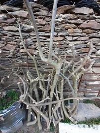 Tronchetti di legno di ulivo piemontese x sculture