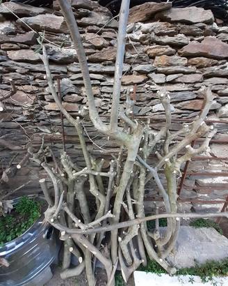 Tronchetti di legno di ulivo piemontese x sculture