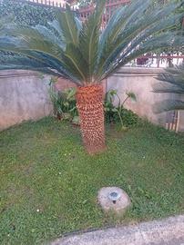 Cycas ultraventennale fusto alto 1 metro