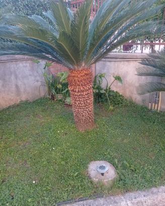 Cycas ultraventennale fusto alto 1 metro