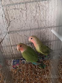 Inseparabili