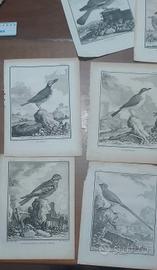 incisioni acquaforte antica 