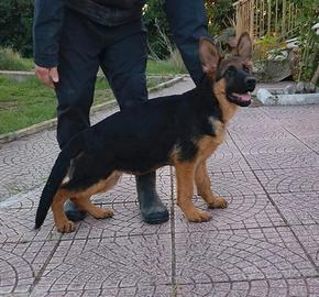 Pastore Tedesco cuccioli con Pedigree
