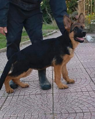 Pastore Tedesco cuccioli con Pedigree