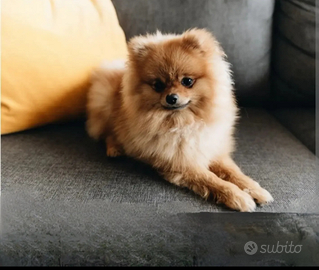 Spitz di pomerania toy