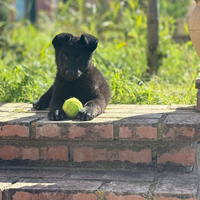 Cuccioli pastore tedesco
