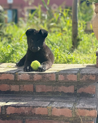 Cuccioli pastore tedesco