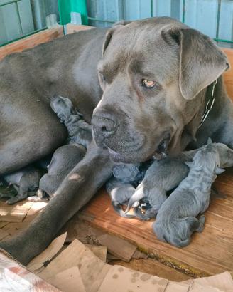 Cuccioli di cane corso