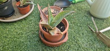 Piantine di aloe vera