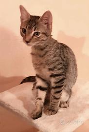 Tre mesi gattina