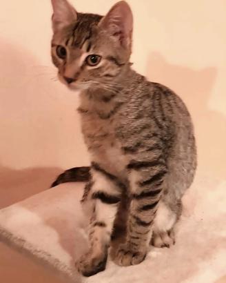 Tre mesi gattina