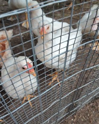 Polletti e galline
