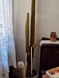 cactus alto 150cm