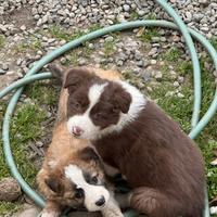 Cuccioli Border collie