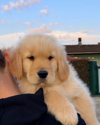 Cuccioli Golden Retriever di prestigio linea ameri