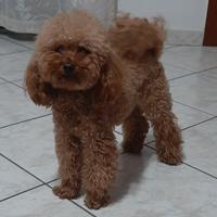 Barboncino Toy Red Pedigree Enci X Monte