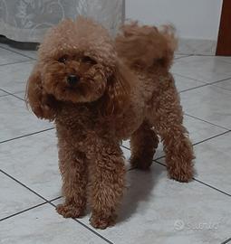 Barboncino Toy Red Pedigree Enci X Monte