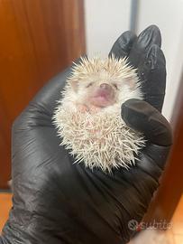 Cuccioli di riccio africano