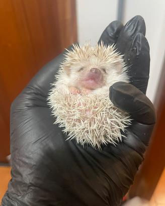 Cuccioli di riccio africano