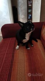 chihuahua 