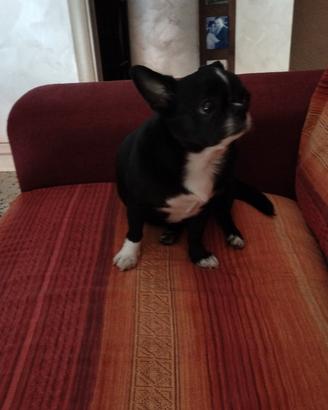 chihuahua 