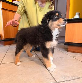 Cuccioli Pastore Australiano con Pedigree