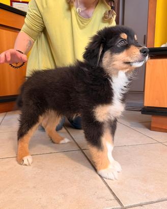 Cuccioli Pastore Australiano con Pedigree