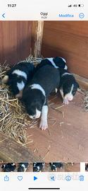 Cuccioli di border collie con pedigree
