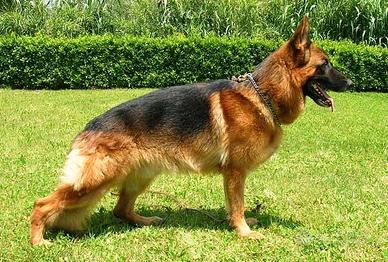 Pastori tedesco a pelo corto