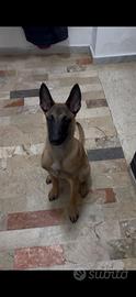 Pastore belga Malinois