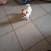 Cane chiwawa di due mesi