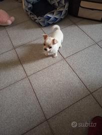 Cane chiwawa di due mesi