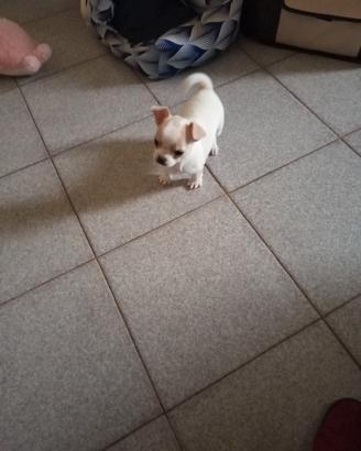 Cane chiwawa di due mesi