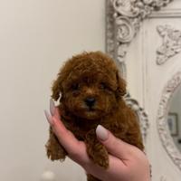 Cucciolo Barboncino Mini Toy Red