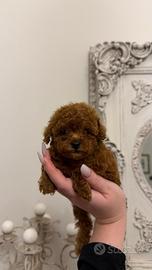 Cucciolo Barboncino Mini Toy Red