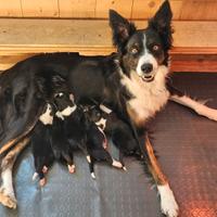 Cuccioli Border Collie