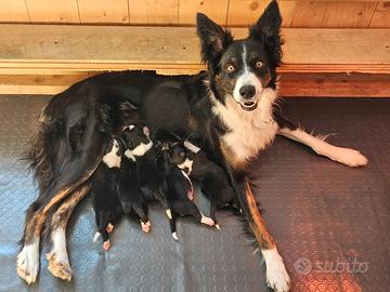 Cuccioli Border Collie