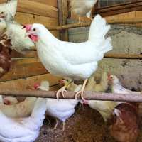 GALLINE OVAIOLE LIVORNESI e altre razze