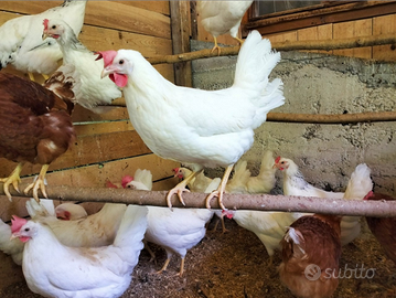 GALLINE OVAIOLE LIVORNESI e altre razze