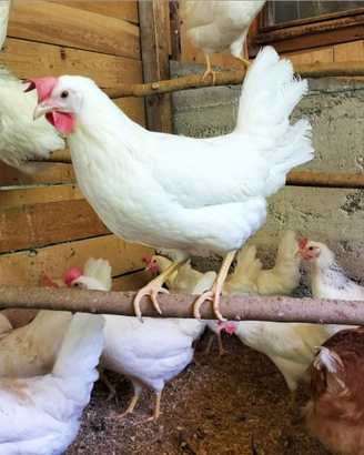 GALLINE OVAIOLE LIVORNESI e altre razze