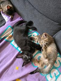 gattino nero