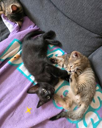 gattino nero