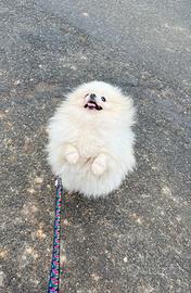 Volpino pomerania femmina STERILIZZATA Pedigree